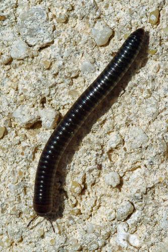 Réf. 67 671 : Cylindroiulus caeruleocinctus