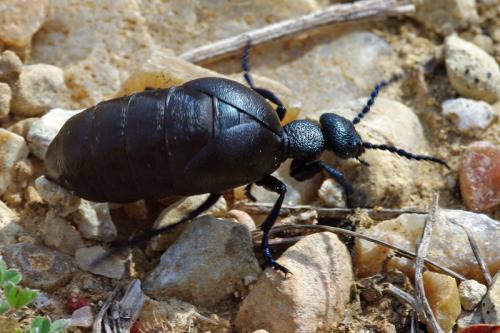 Réf. 67 906 : Meloe proscarabaeus