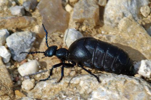 Meloe proscarabaeus