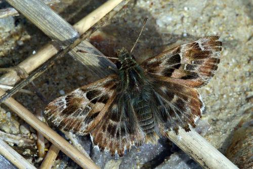 Réf. 67 733 : Carcharodus alceae