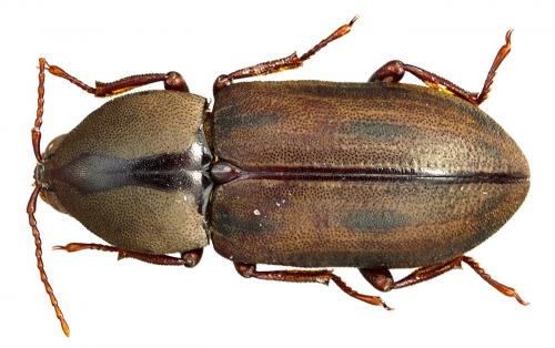 Stenhelmoides grandis