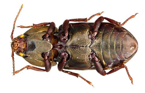 Stenhelmoides grandis