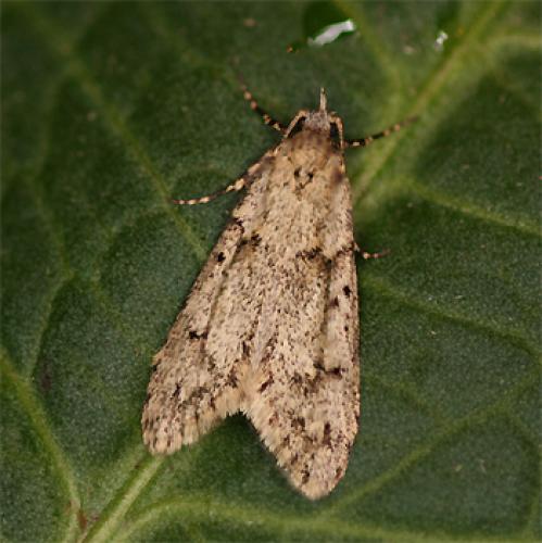 Diurnea fagella