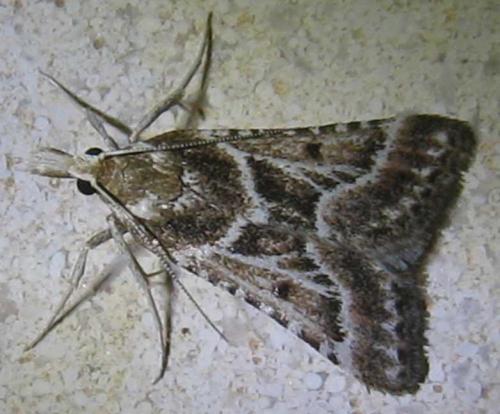 Réf. 67 385 : Stemmatophora borgialis