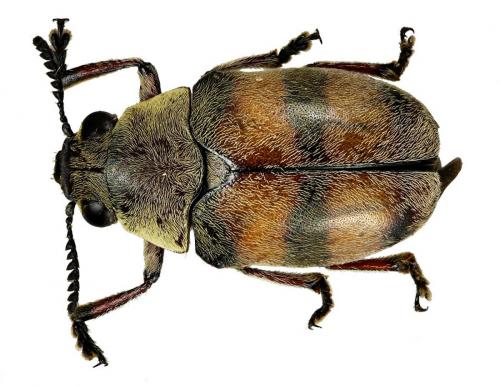 Réf. 67 288 : Megalostomis amazona