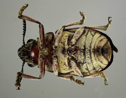 Megalostomis amazona