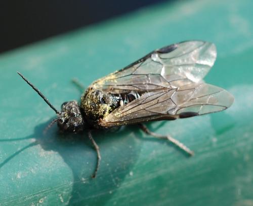 Dolerus sp.