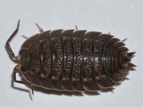 Trachelipus arcuatus