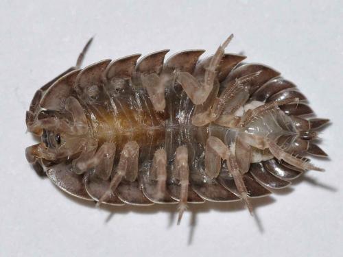 Réf. 67 886 : Trachelipus arcuatus