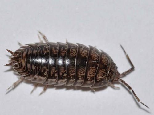 Réf. 67 888 : Cylisticus gracilipennis
