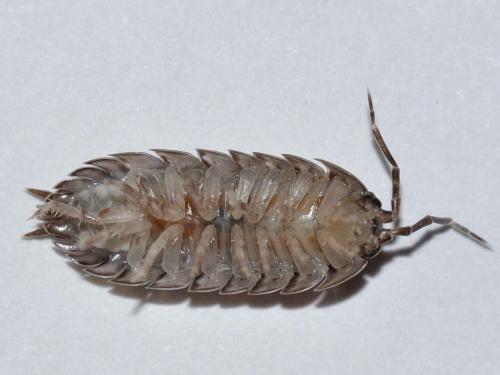 Réf. 67 889 : Cylisticus gracilipennis