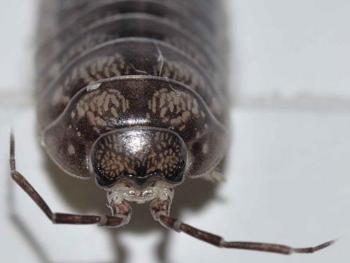 Cylisticus gracilipennis