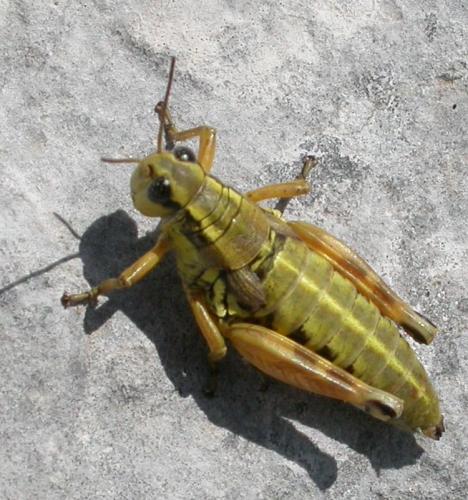 Réf. 67 551 : Podisma pedestris