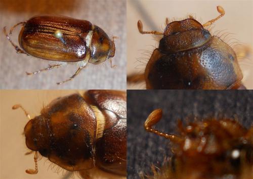 Rhizotrogus aestivus