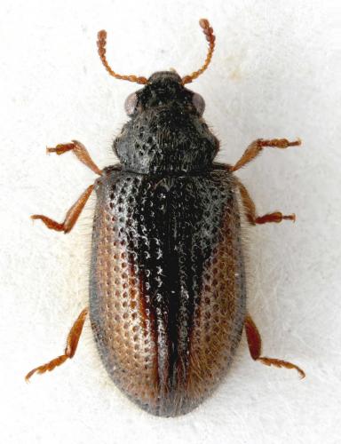 Laricobius erichsoni