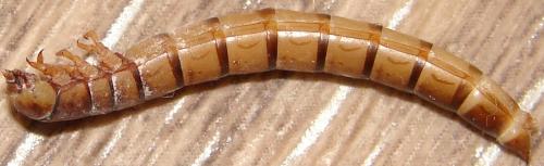 Tenebrio molitor