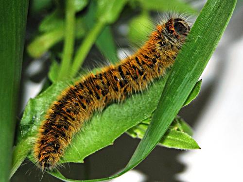 Lasiocampa trifolii