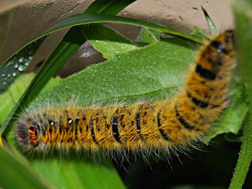 Lasiocampa trifolii