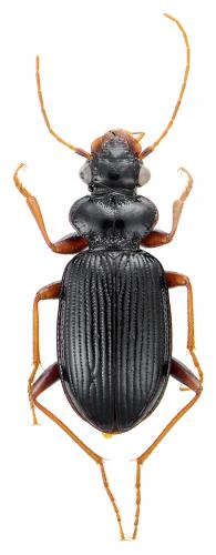 Leistus fulvibarbis