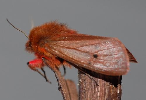 Réf. 67 654 : Phragmatobia fuliginosa