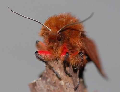 Phragmatobia fuliginosa