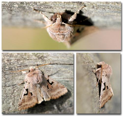 Orthosia gothica