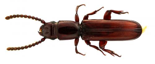Réf. 67 228 : Catogenus sp.