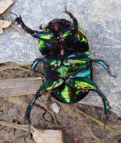 Geotrupes mutator