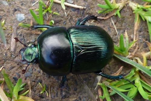 Geotrupes mutator