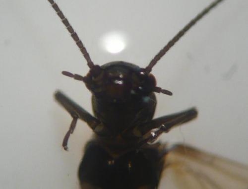 Réf. 67 574 : Leuctra hippopus