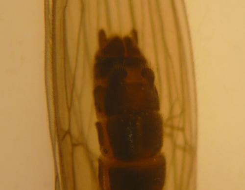 Leuctra sp.