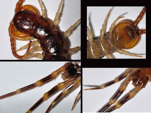 Eupolybothrus fasciatus