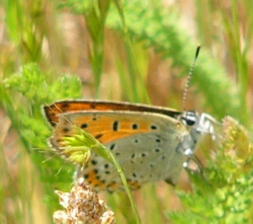 Lycaena tityrus