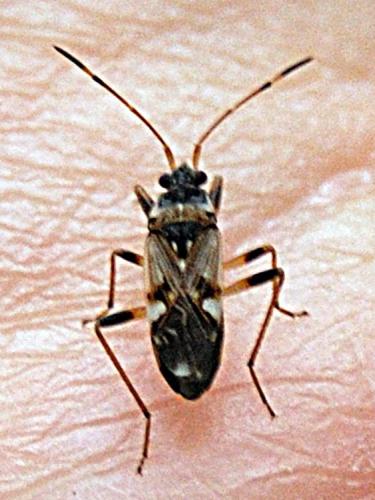 Beosus maritimus