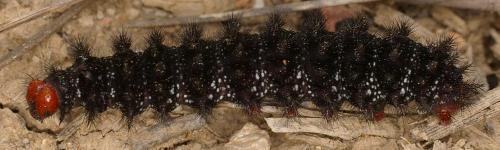 Melitaea cinxia