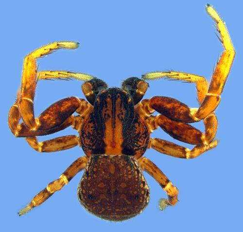 Réf. 67 848 : Ozyptila atomaria