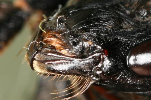 Bombus lapidarius
