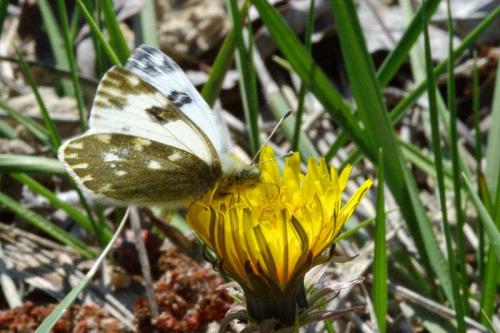 Pontia sp.