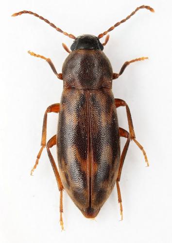 Réf. 67 057 : Marolia variegata