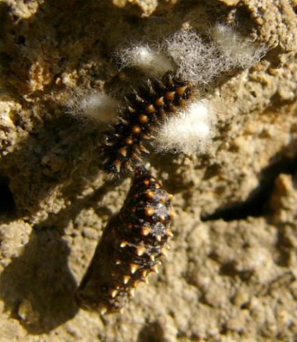 Melitaea sp.