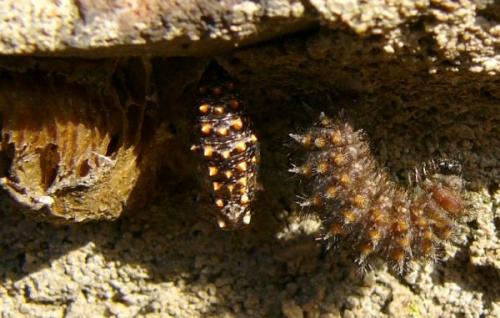 Melitaea sp.