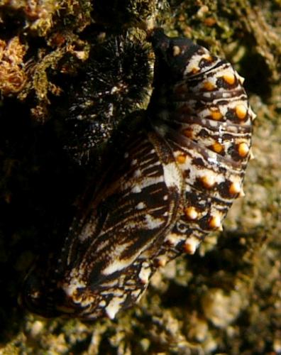 Melitaea sp.