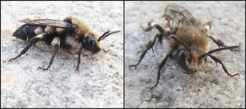 Réf. 67 472 : Melecta albifrons