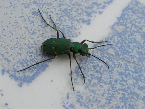 Cicindela campestris