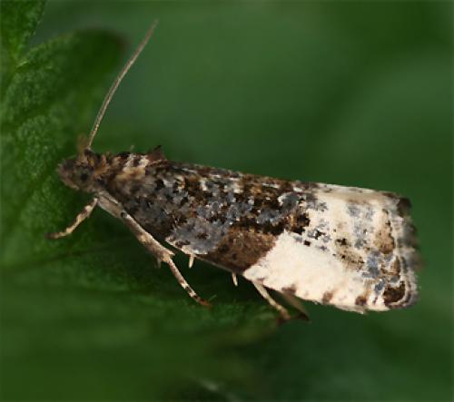Hedya pruniana