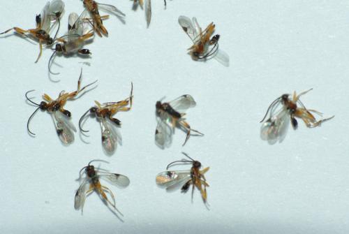 Réf. 67 897 : Diolcogaster sp.