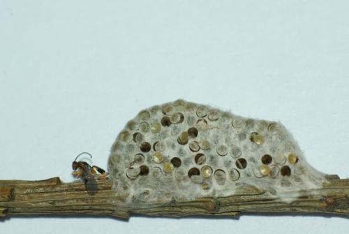 Diolcogaster sp.