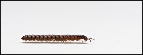 Réf. 67 921 : Oxidus gracilis