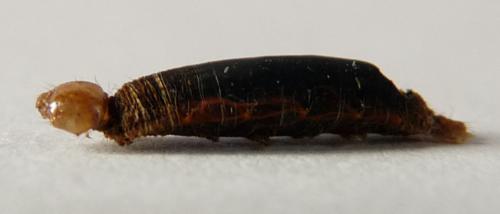 Rogadinae