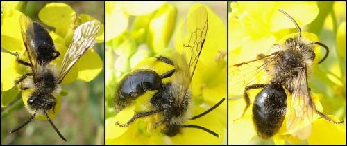 Andrena cineraria